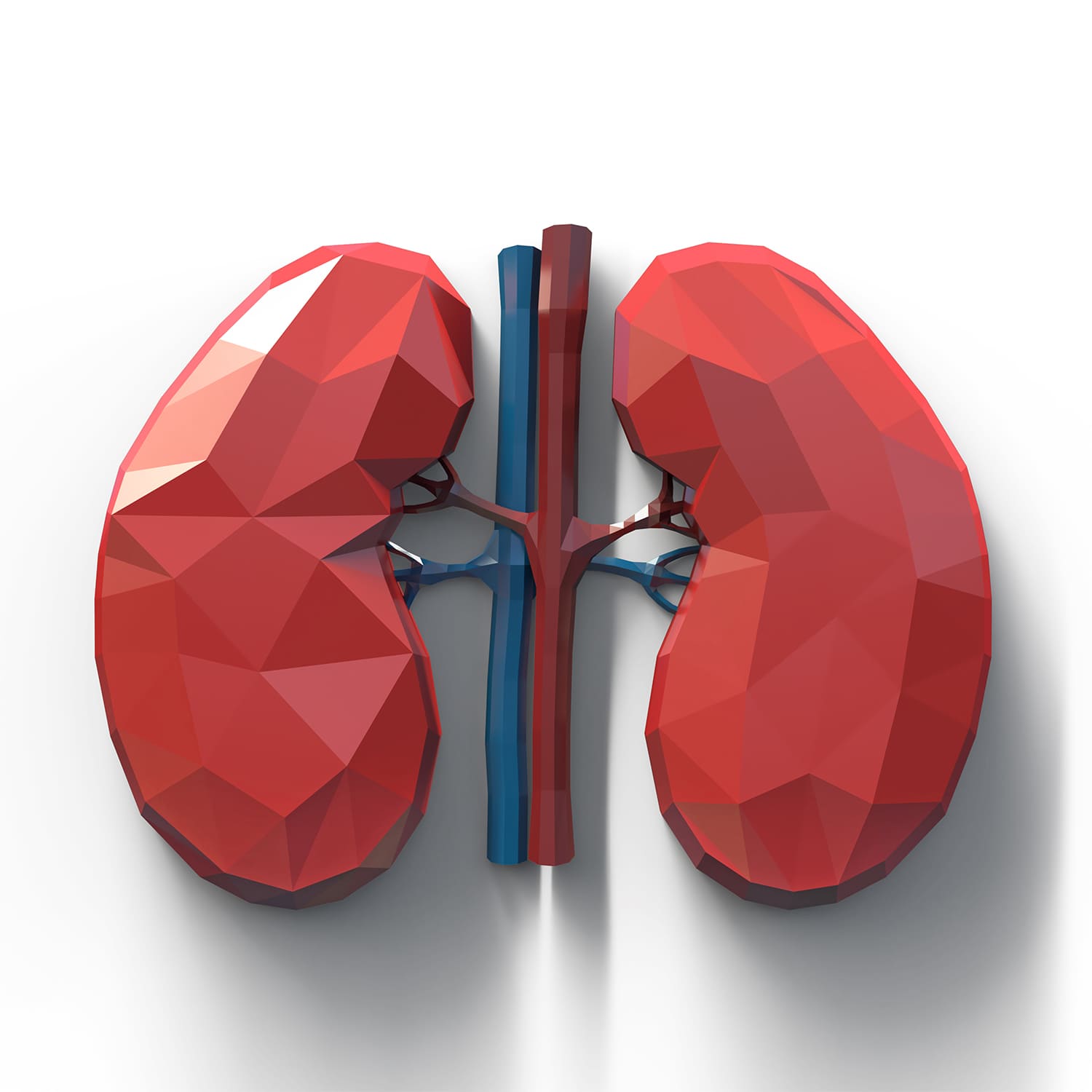 rdc design group custom 3d faceted organ icons - graphic design - kidneys