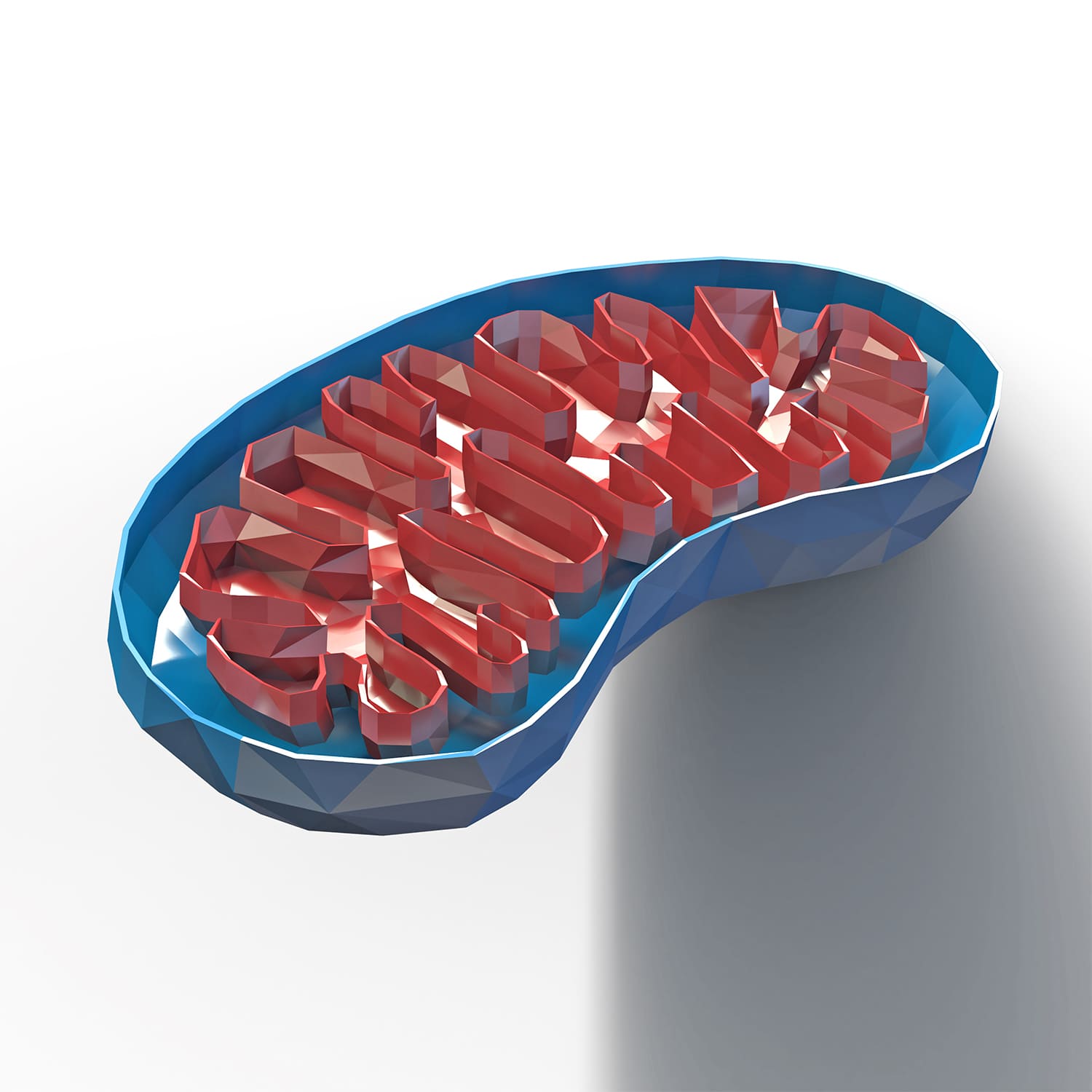 rdc design group custom 3d faceted organ icons - graphic design - mitochondria